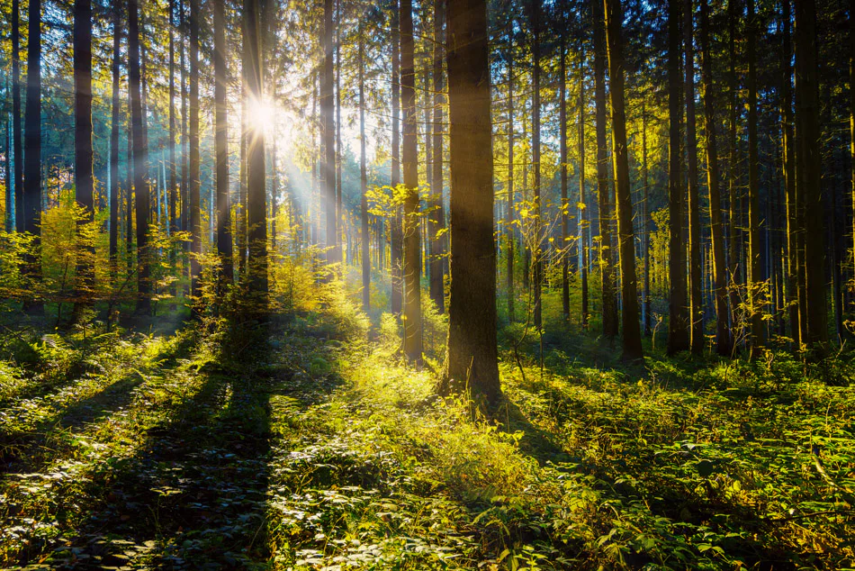 Wald Wanderung Straubenhardt (3 Std.) - 1