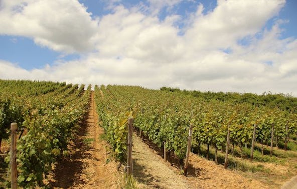 Weinbergsrundfahrt Guldental (mit Holder- & Weinverkostung)