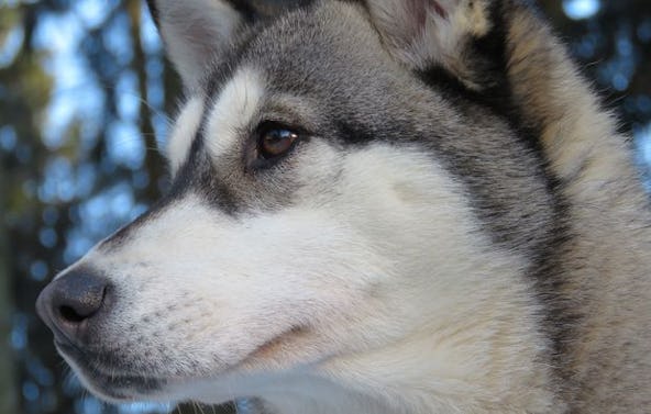 Schlittenhundefahrt Bad Herrenalb für 2