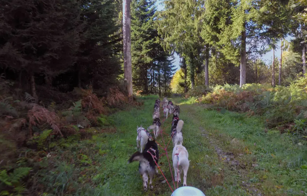 Schlittenhunde Wagenpassagierfahrt Ermenswil für 2 - 3