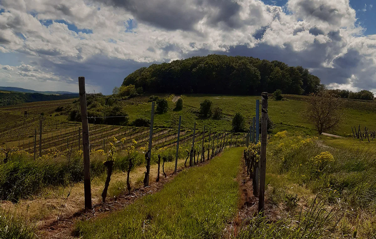 Weinbergrundfahrt mit der Reblaus für 2 - 3
