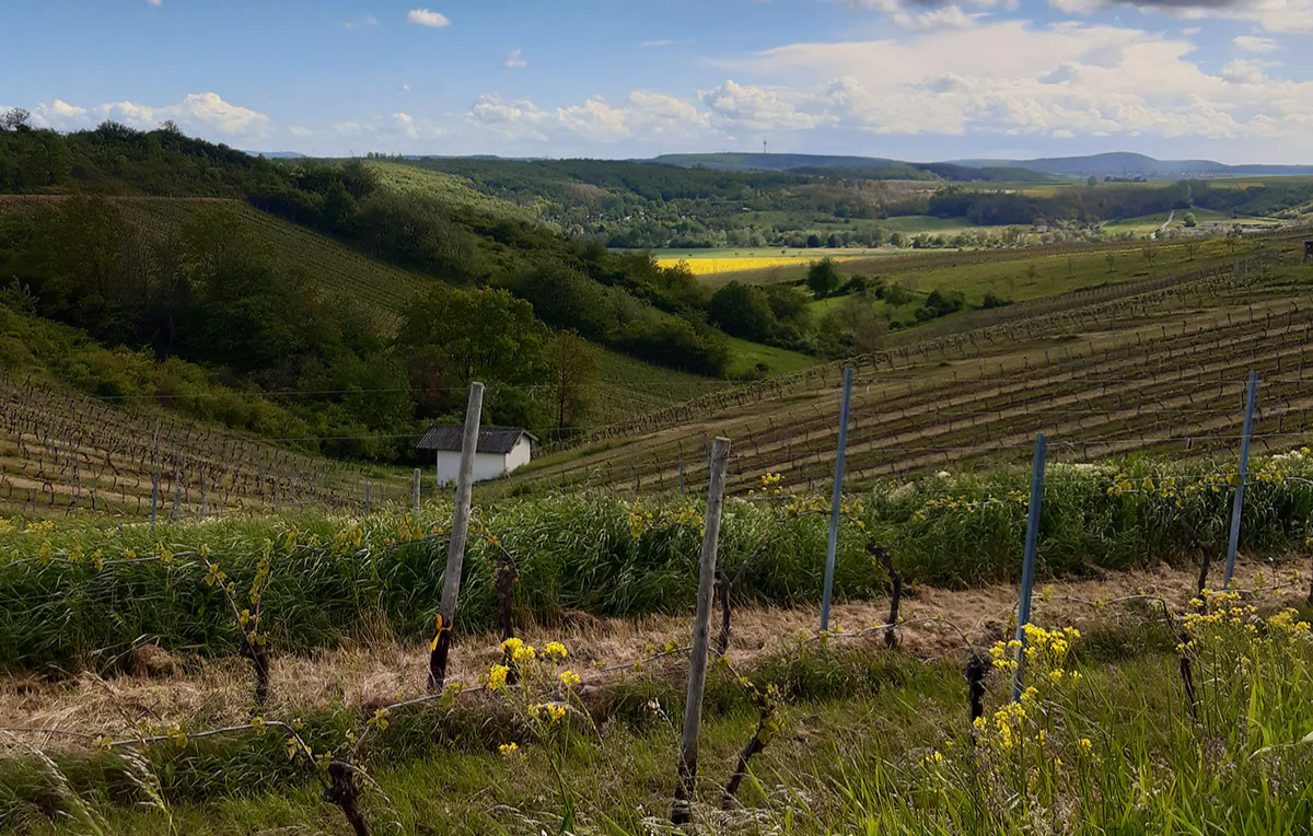 Weinbergrundfahrt mit der Reblaus für 2 - 4