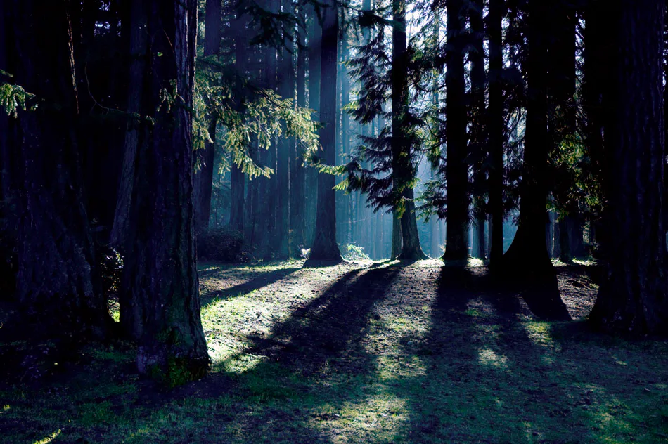 Wald Wanderung Straubenhardt (3 Std.) - 3