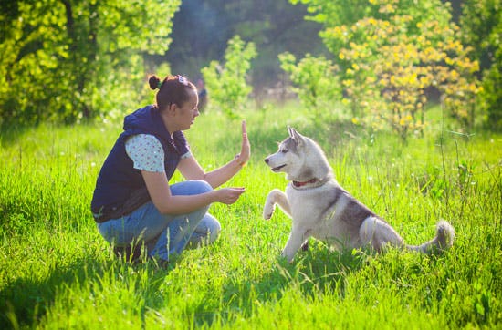 Wandern mit Huskies