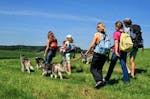 Wandern mit Huskies