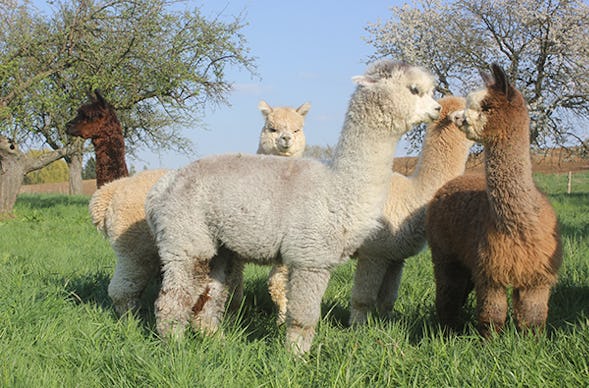 Alpaka Spaziergang für 2