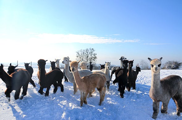Alpaka Wanderung mit Glühwein