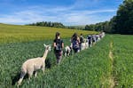 Alpaka Wanderung Raum Dachau (2,5 Std.)