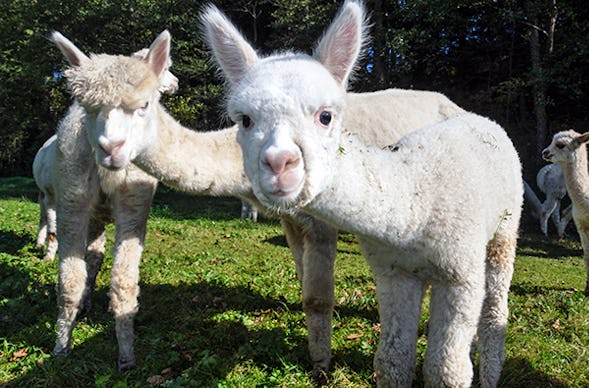 Alpaka Trekking für 2 Raum Dachau (4,5 Std.)