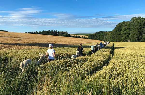 Alpaka Wanderung für 2 Raum Dachau (2,5 Std.) - 3