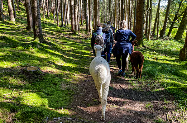 Alpaka Wanderung für 2 Raum Dachau (2,5 Std.) - 4