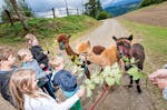 Bauernhof Besuch Bad Großpertholz