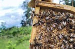 Bienenvolk erstellen Wunstorf