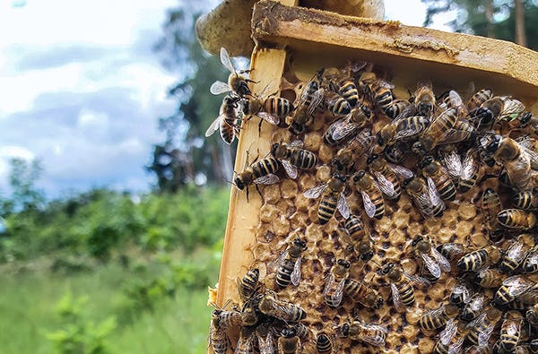 Bienenvolk erstellen Wunstorf