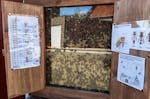 Bienenvolk erstellen Wunstorf