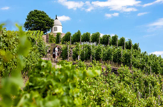 Dresden Kurzurlaub mit Weinprobe für 2 - 3