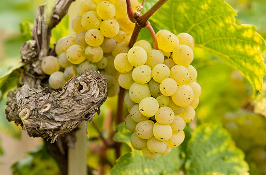 Dresden Kurzurlaub mit Weinprobe für 2 - 4