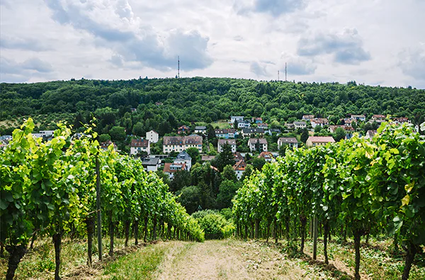 Erlebnistag Würzburg mit Weinverkostung für 2 - 2
