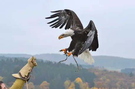 Falkner-Erlebnis - 5