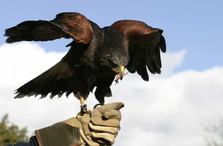 Falkner-Erlebnis - 6