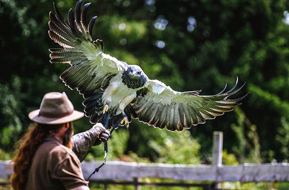 Falkner Erlebnis Medebach (4 Std.)