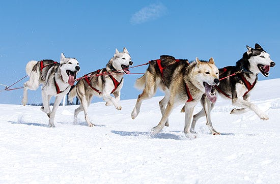 Husky-Ausfahrt & -Trekking im Altmühltal