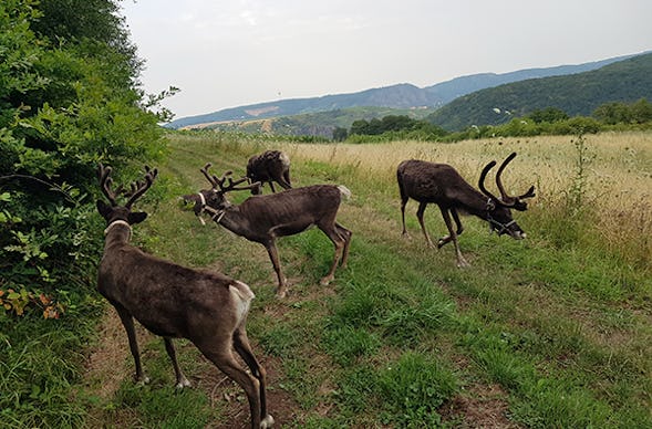 Rentier-Wanderung & Picknick Niederhausen für 2