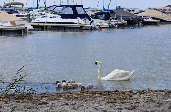 Segeltag mit Brunch Neusiedl am See (5 Std.) - 7