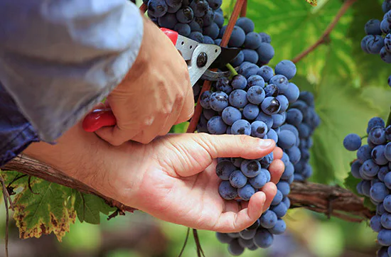 Weinbergtour mit Verkostung in Zürich - 1