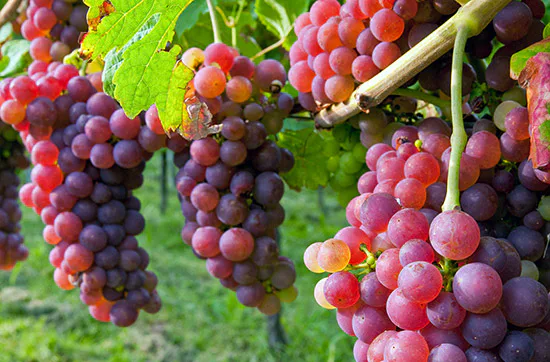 Weinbergtour mit Verkostung in Zürich - 3