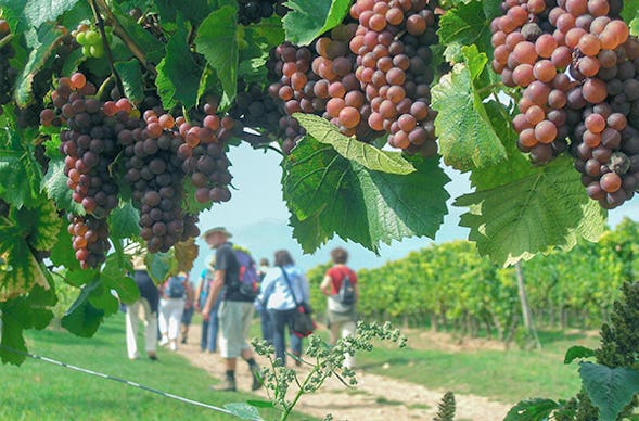 Weinbergwanderung Volxheim mit Verkostung