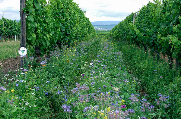 Weinbergwanderung Volxheim mit Verkostung - 3