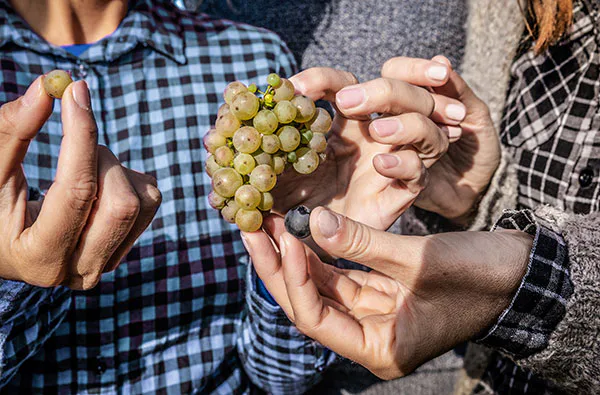 Ein Tag auf dem Weingut mit Übernachtung in der Pfalz für 2 - 4
