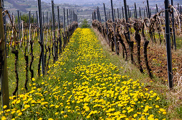 Weinwanderung Ingelheim am Rhein für 2 (2,5 Std.) - 4