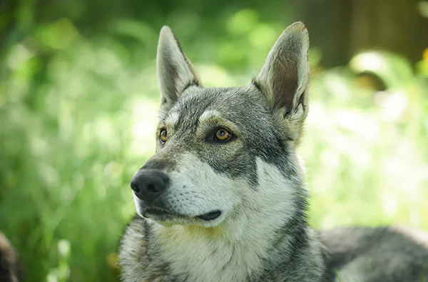 Wolfhund Trekking Büren - 2