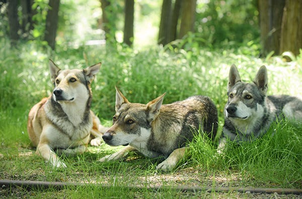 Wolfhund Trekking Büren