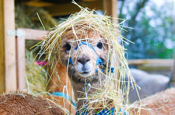 Alpaka Wanderung Walsrode