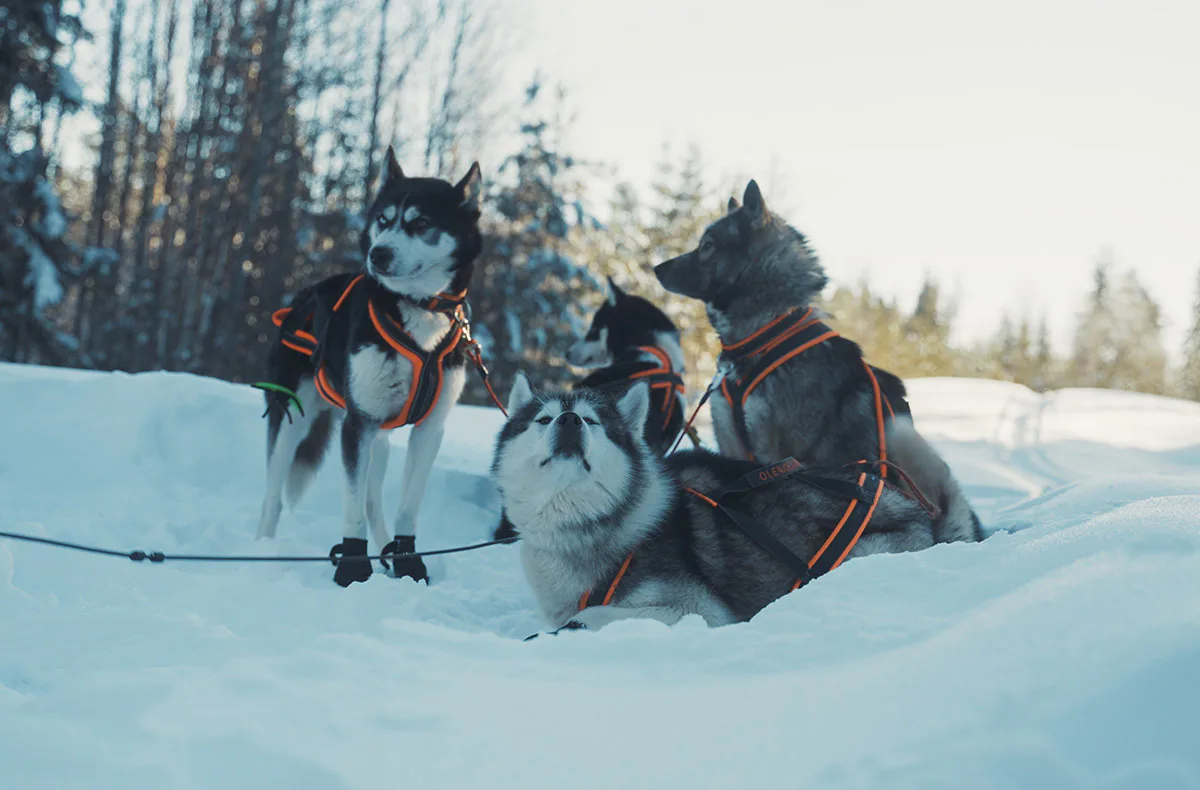 Abenteuerwoche Lappland mit Hundeschlitten für 2 (7 Nächte) - 7