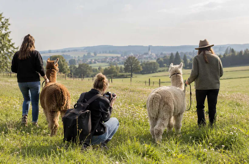 Alpaka Fotoshooting Taufkirchen