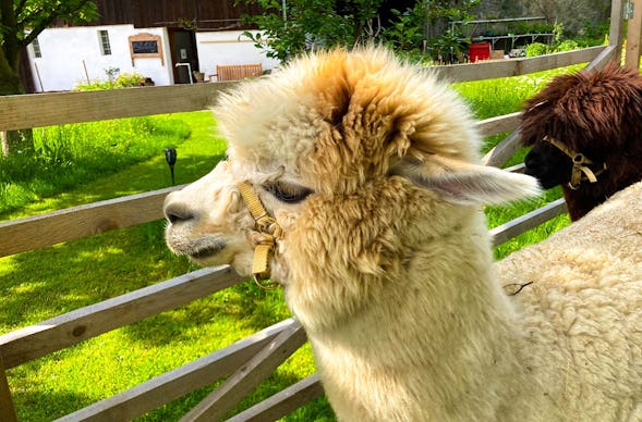 Alpaka-Hofführung Furth im Wald