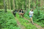 Alpaka Trekking Jettingen-Scheppach