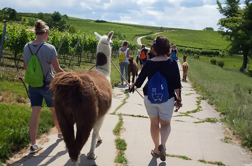 Alpaka-Trekking-Tour für 2 Stadecken-Elsheim