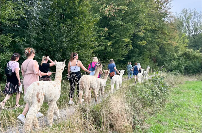 Single-Wanderung mit Alpakas
