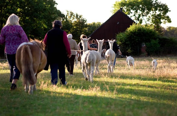 Alpaka Wanderung für 2 Münster