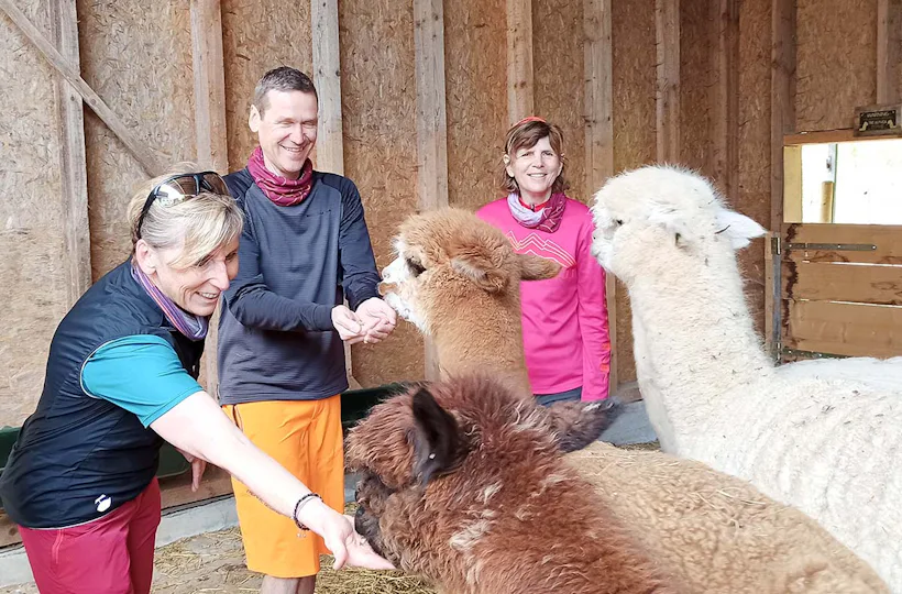 Alpaka Wanderung mit Picknick für 2 Waldenbuch