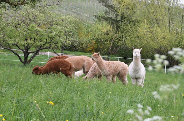 Alpaka Wanderung Vaihingen an der Enz