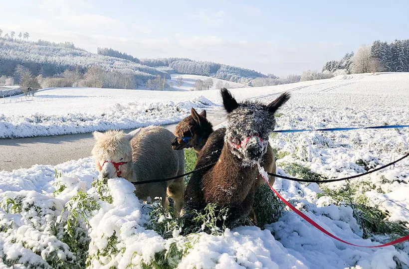Exklusiver Alpakaspaziergang im Winter durch den Naturpark Augsburg