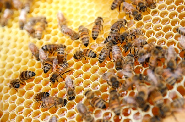 Bienenseminar mit Verkostung für 2 Bühl