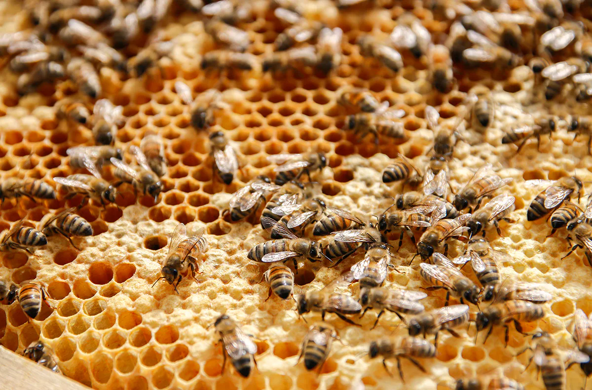 Bienenseminar mit Verkostung für 2 Bühl - 2