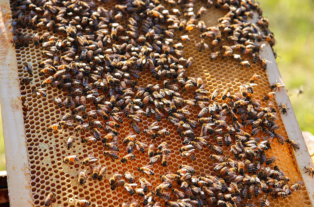 Bienenseminar mit Verkostung für 2 Bühl - 10